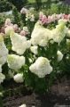 Hydrangea paniculata 'Magical Moonlight'®