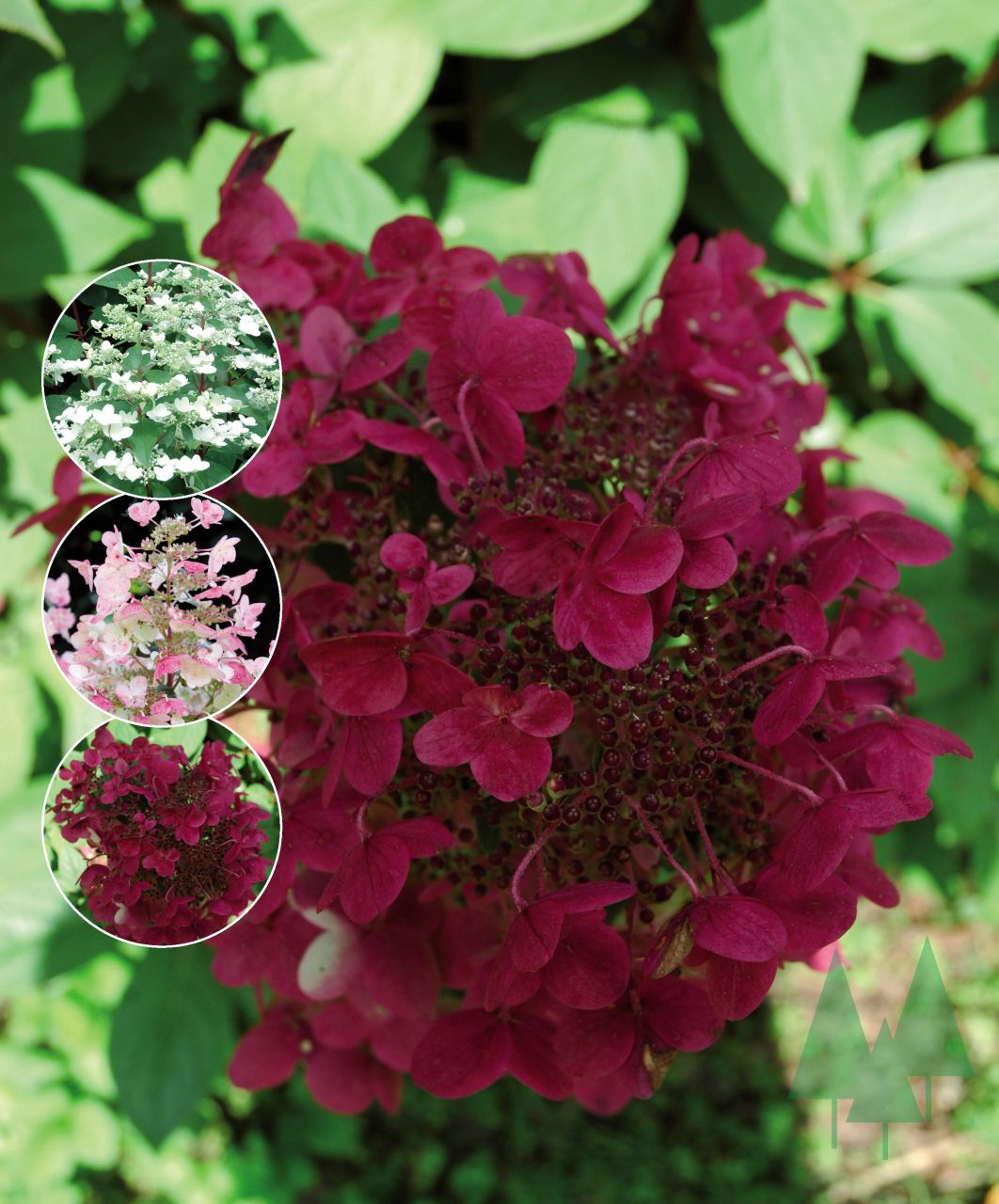 Hydrangea paniculata 'Wim's Red'®