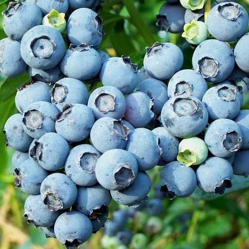 Ozark Blue® maviyemiş fidanı - Vaccinium corymbosum Ozark Blue® - yaban mersini fidanı