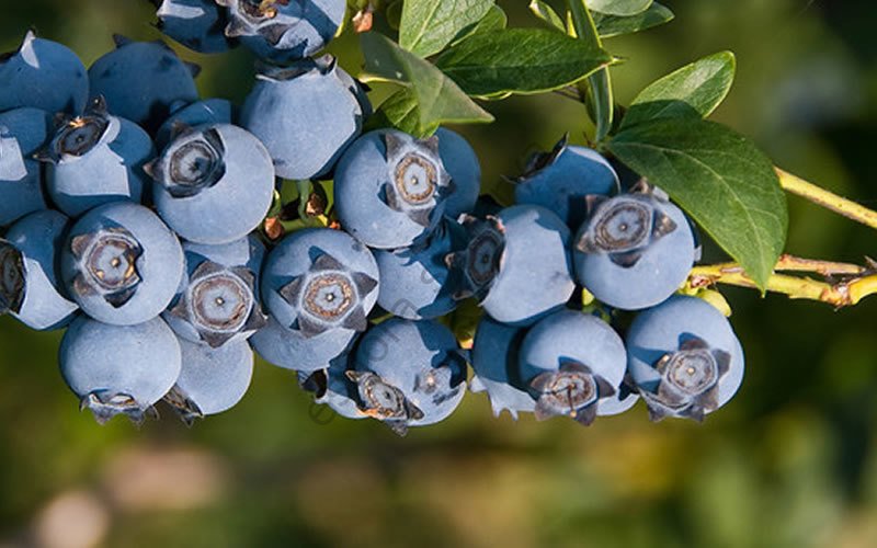 Star maviyemiş fidanı - Vaccinium x Star - yaban mersini fidanı