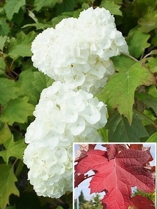 Harmony Meşe Yapraklı Ortanca - Hydrangea quercifolia Harmony