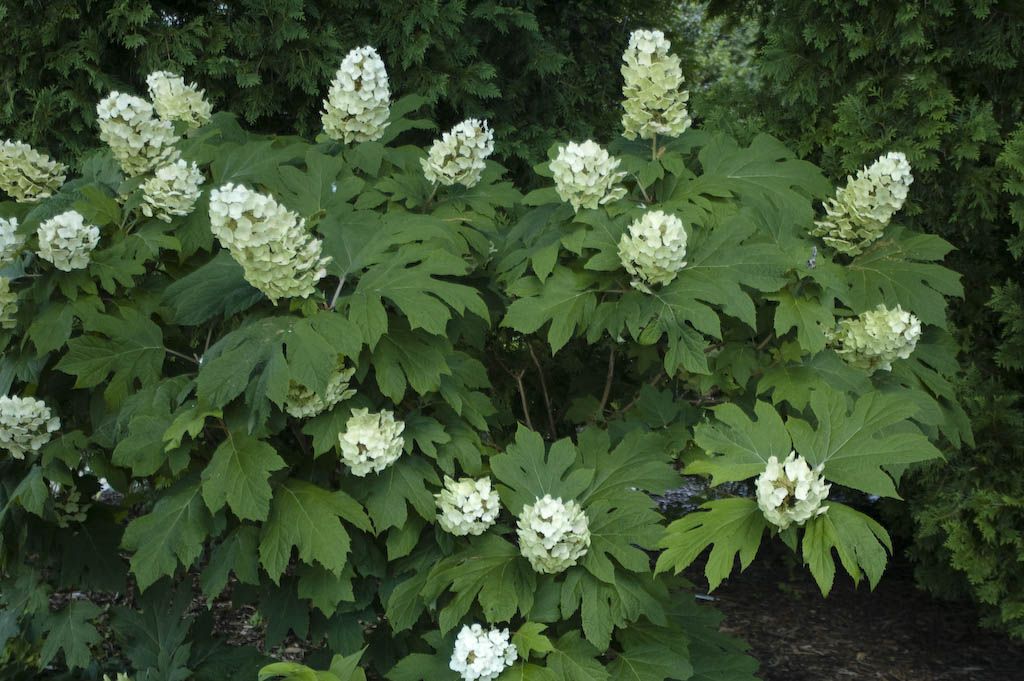 Snow Queen Meşe Yapraklı Ortanca - Hydrangea quercifolia Snow Queen