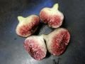 Violette de Sollies incir fidanı - Ficus carica Violette de Sollies