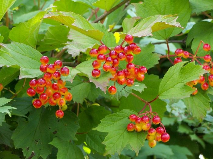 Viburnum opulus - Girabolu fidanı