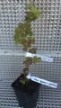 Logan böğürtleni fidanı - Rubus × loganobaccus Loganberry