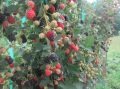 Tupy böğürtlen fidanı - Rubus frut. Tupy