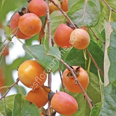 Diospyros virginiana - Soğuğa dayanıklı Amerikan hurması fidanı