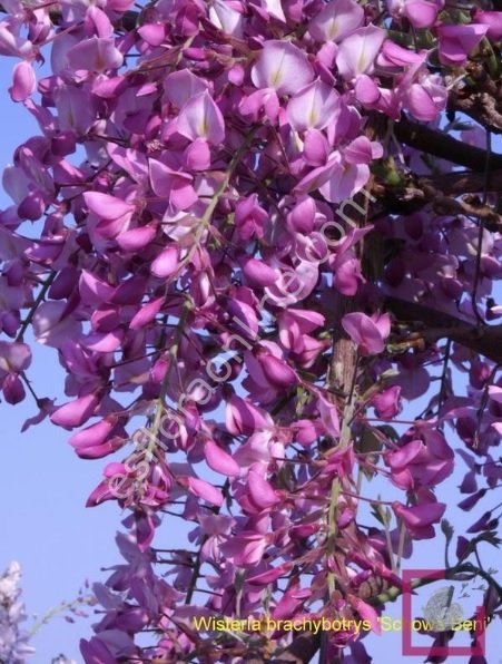 Wisteria brachybotrys (w. venusta) 'Showa Beni' - Alaca çiçekli ipeksi mor salkım fidanı