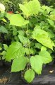 Hydrangea arborescens Annabelle - Soğuğa dayanıklı beyaz ortanca