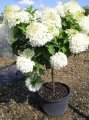 Hydrangea paniculata Phantom - Beyaz ağaç ortanca