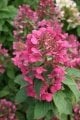 Hydrangea paniculata  'Magical Fire'®