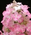 Hydrangea paniculata  'Magical Fire'®