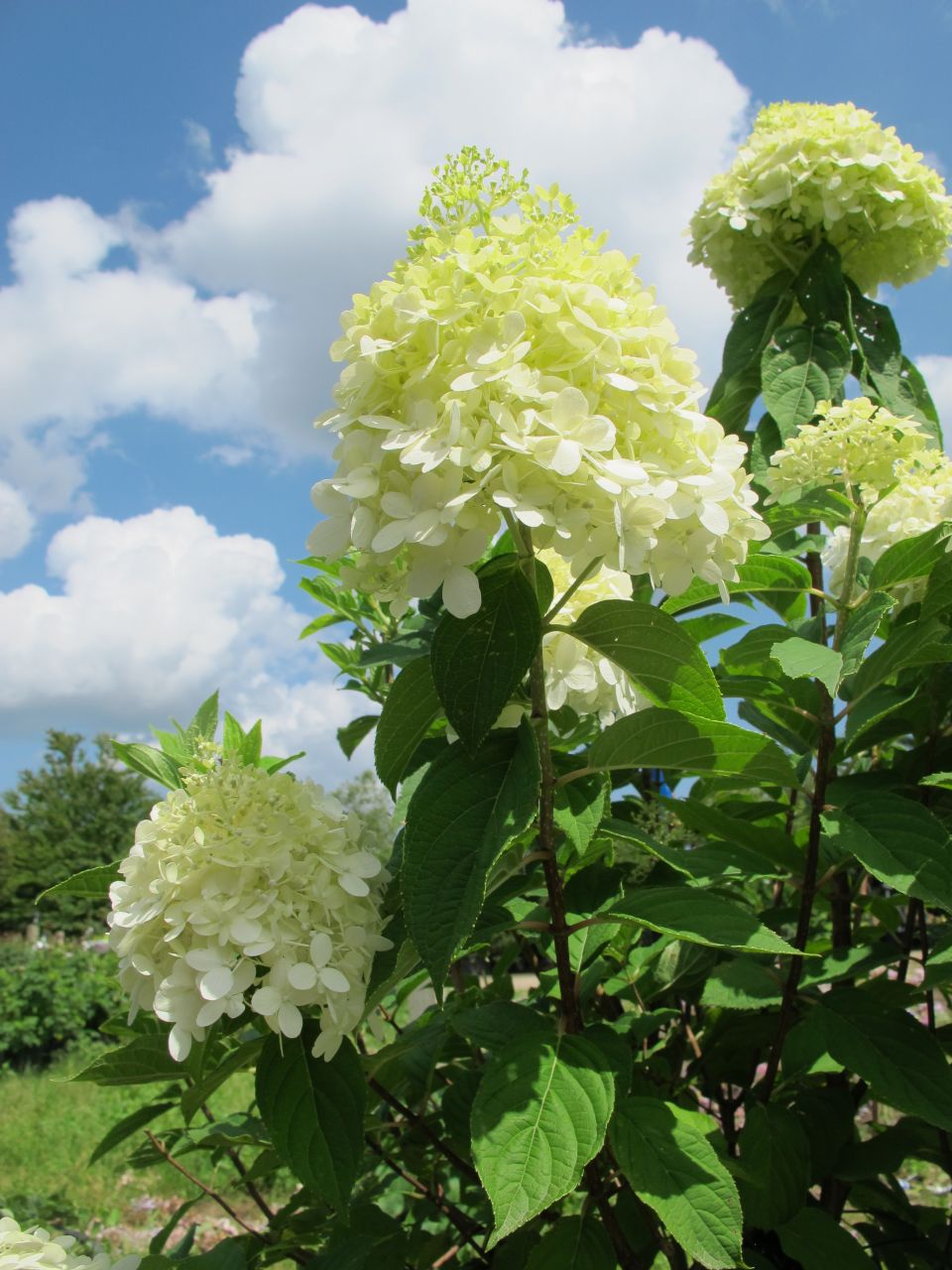 Hydrangea paniculata Limelight