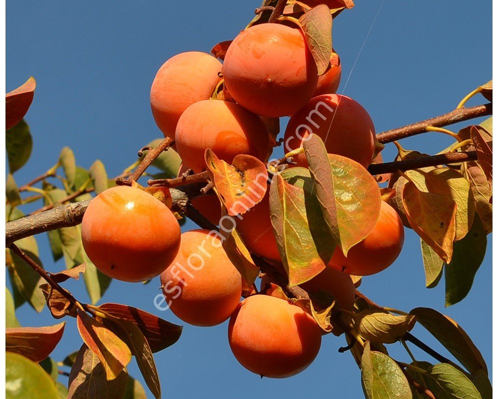 NIKITA´s GIFT soğuğa dayanıklı Cennet elması - Trabzon hurması fidanı (Diospyros kaki x D.virginiana) NIKITA´s GIFT