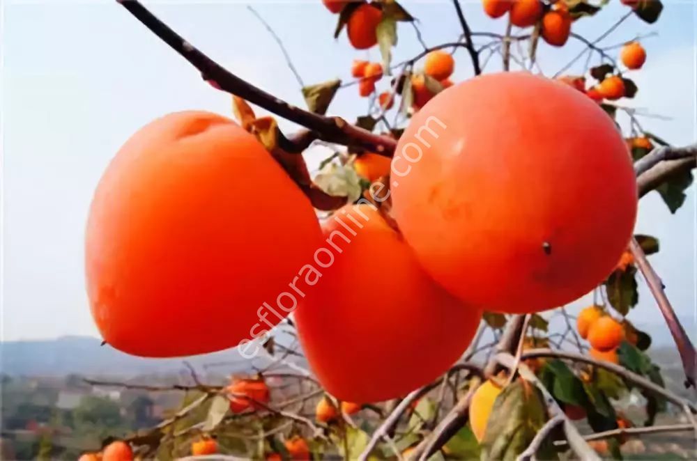 Jian Shi Soğuğa dayanıklı Cennet Elması - Trabzon hurması fidanı (Diospyros kaki) Jian Shi