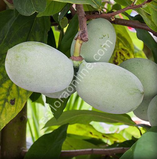 Prima 1216 pawpaw fidanı - Asimina triloba Prima 1216