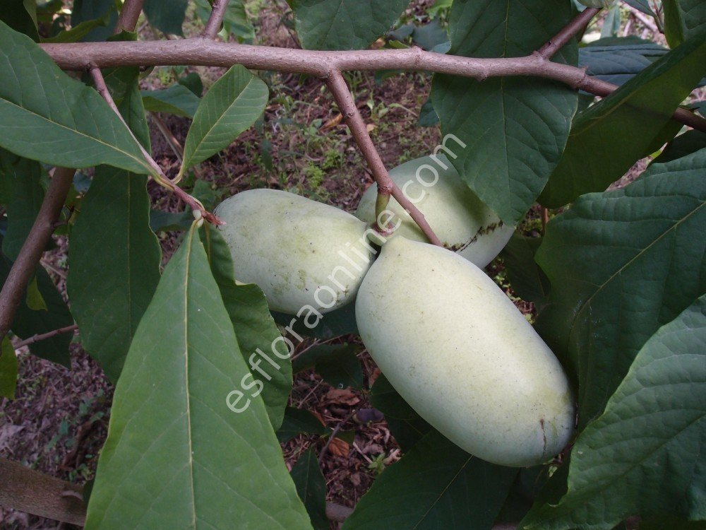 Lehman's Delight pawpaw fidanı - Asimina triloba Lehman's Delight