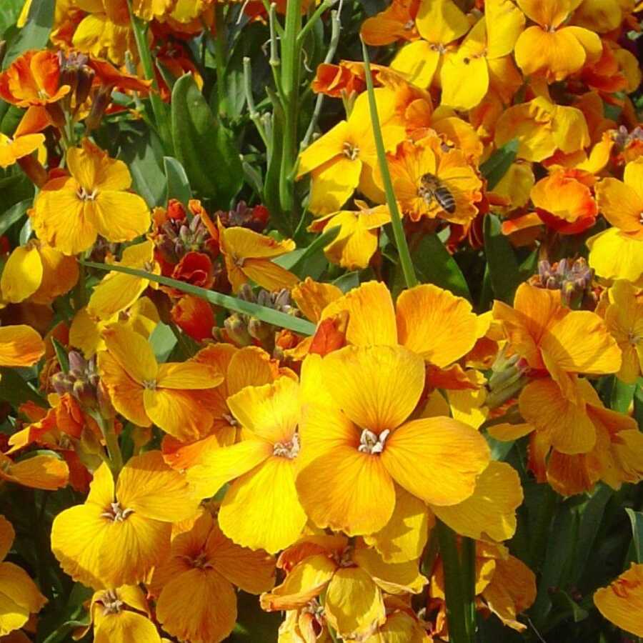 Sarı Şebboy Çiçeği Tohumu 100 adet