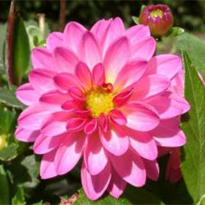 Dahlia (Yıldız) Çiçeği Tohumu 30 Adet
