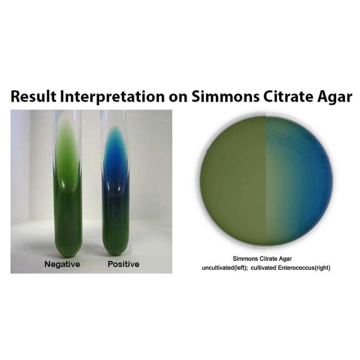 Across Bio 530230B Simmons Citrate Agar ISO 500 gr