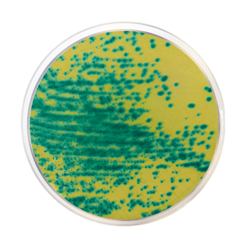 Across Bio 530150B Vancomycin-Resistant Enterococcus (VRE) Chromogenic Agar 500 gr