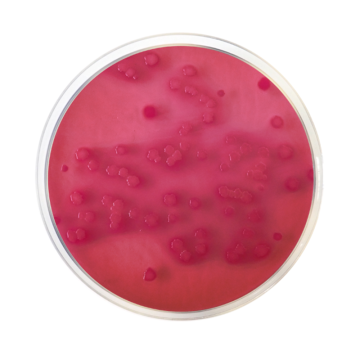 Across Bio 530410B Violet Red Bile Agar With Glucose (VRBG) EP/USP/ISO 500 gr