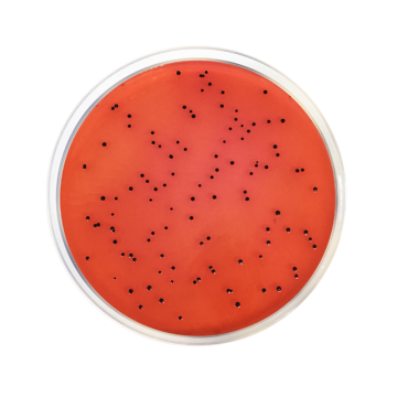 Across Bio 530430B XLD Agar (Xylose Lysine Desoxycholate Agar) ISO 500 gr