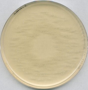 Merck 105413 Rogosa Agar Lactobacillus Selective Agar For Microbiology  500 gr