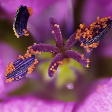 BRESSER DST-0745 Ultra Makro Yakınlaştırma Mikroskobu 0,7X - 4,5X