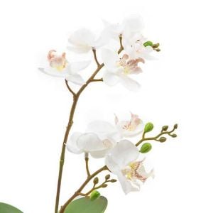 Royal Toile Potted Orchid - Small