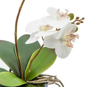 Royal Toile Potted Orchid - Medium