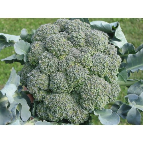 Brokoli Tohumu İthal Sebze