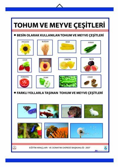 TOHUM VE MEYVE ÇEŞİTLERİ LEVHASI (70X100 CM)