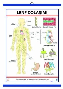 LENF DOLAŞIMI LEVHASI