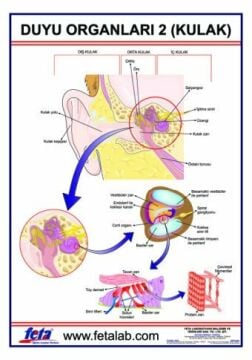 DUYU ORGANLARI LEVHASI KULAK
