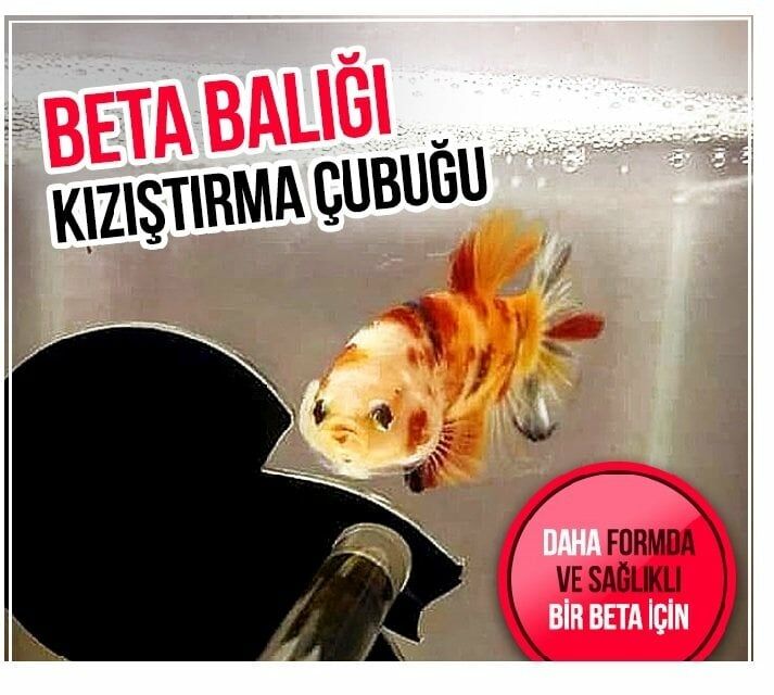 Betta Antrenman Çubuğu