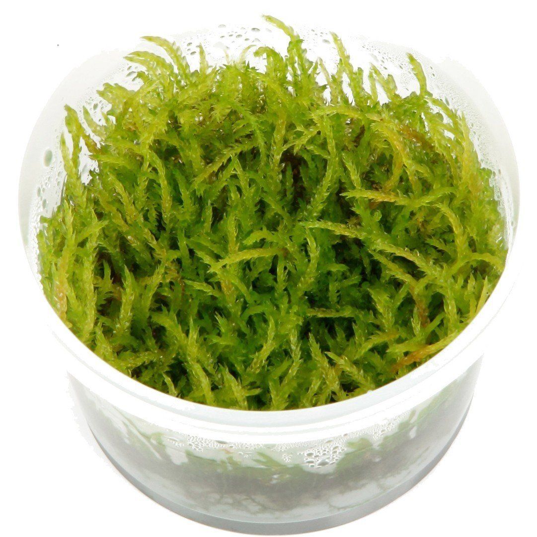 Vesicularia ferriei (Weeping Moss) Cup (Adet)