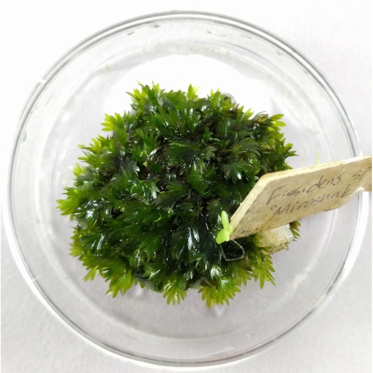 Fissidens sp. Miroshaki Moss Tele Sarılı (Adet)