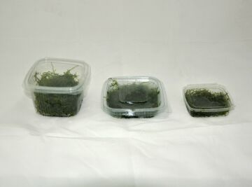 Christmas Moss Cup (Adet)