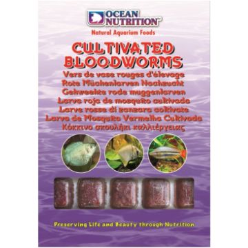 Cultivated Bloodworms