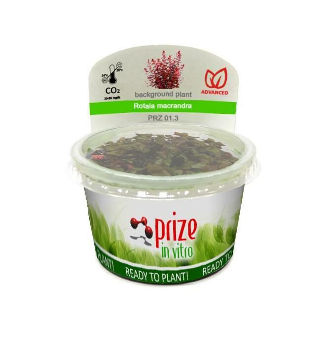 Prize Rotala Macrandra İn-Vitro