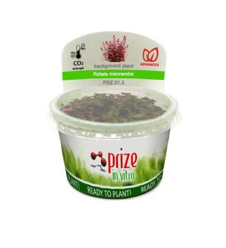 Prize Rotala Macrandra İn-Vitro