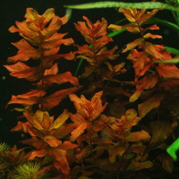 Prize Rotala Macrandra İn-Vitro