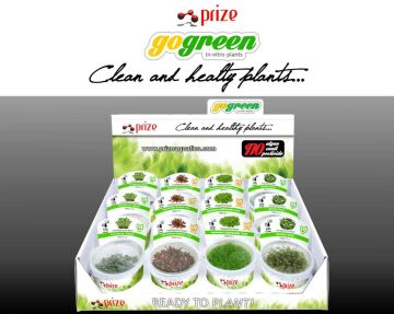 Prize Rotala Macrandra İn-Vitro