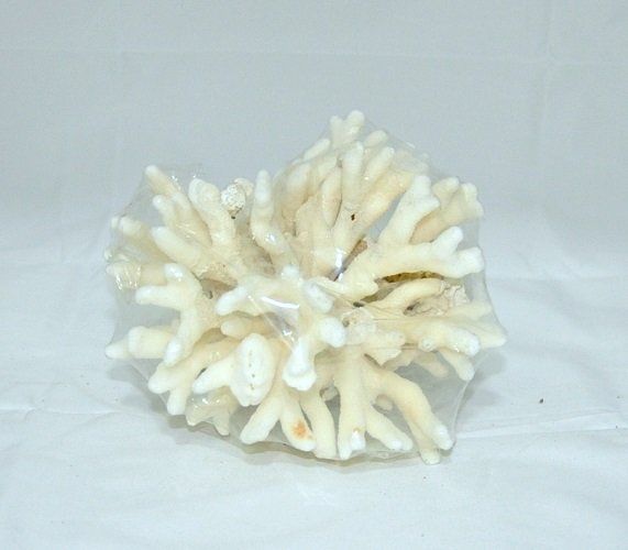 Akvaryum Dekoru Beyaz Mercan