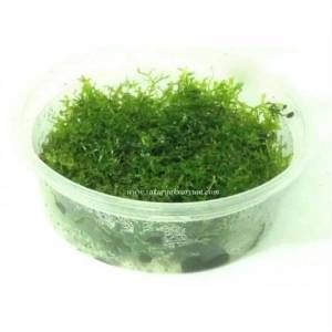 Mini Pellia Moss