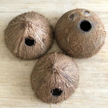 Akvaryum Coconut Hindistan Cevizi Mağarası