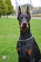 Doberman Kulak Kalıbı