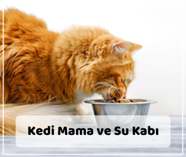 Kedi Mama ve Su Kabı