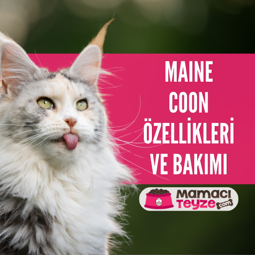Maine Coon Kedisi Özellikleri ve Bakımı